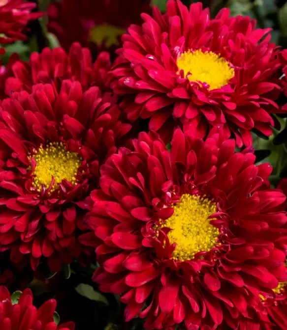Aster Matsumoto Scarlet Flower Seeds