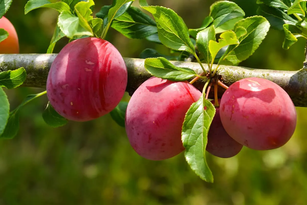 AU Rosa Plum Tree