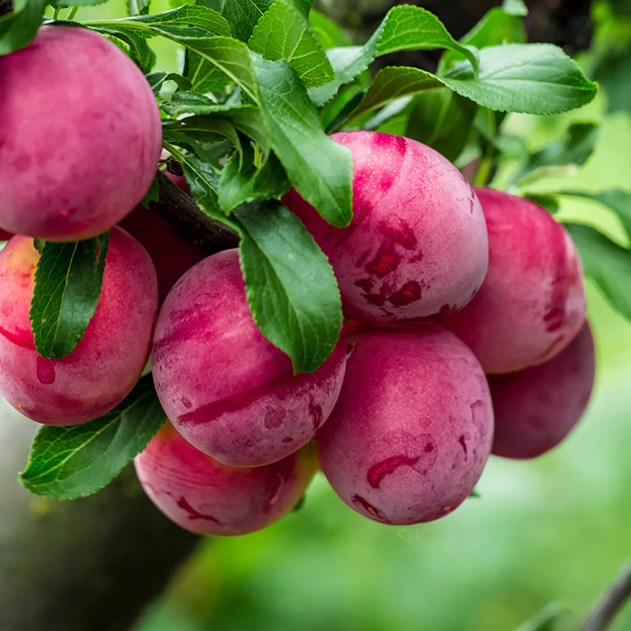 Bruce Plum Tree