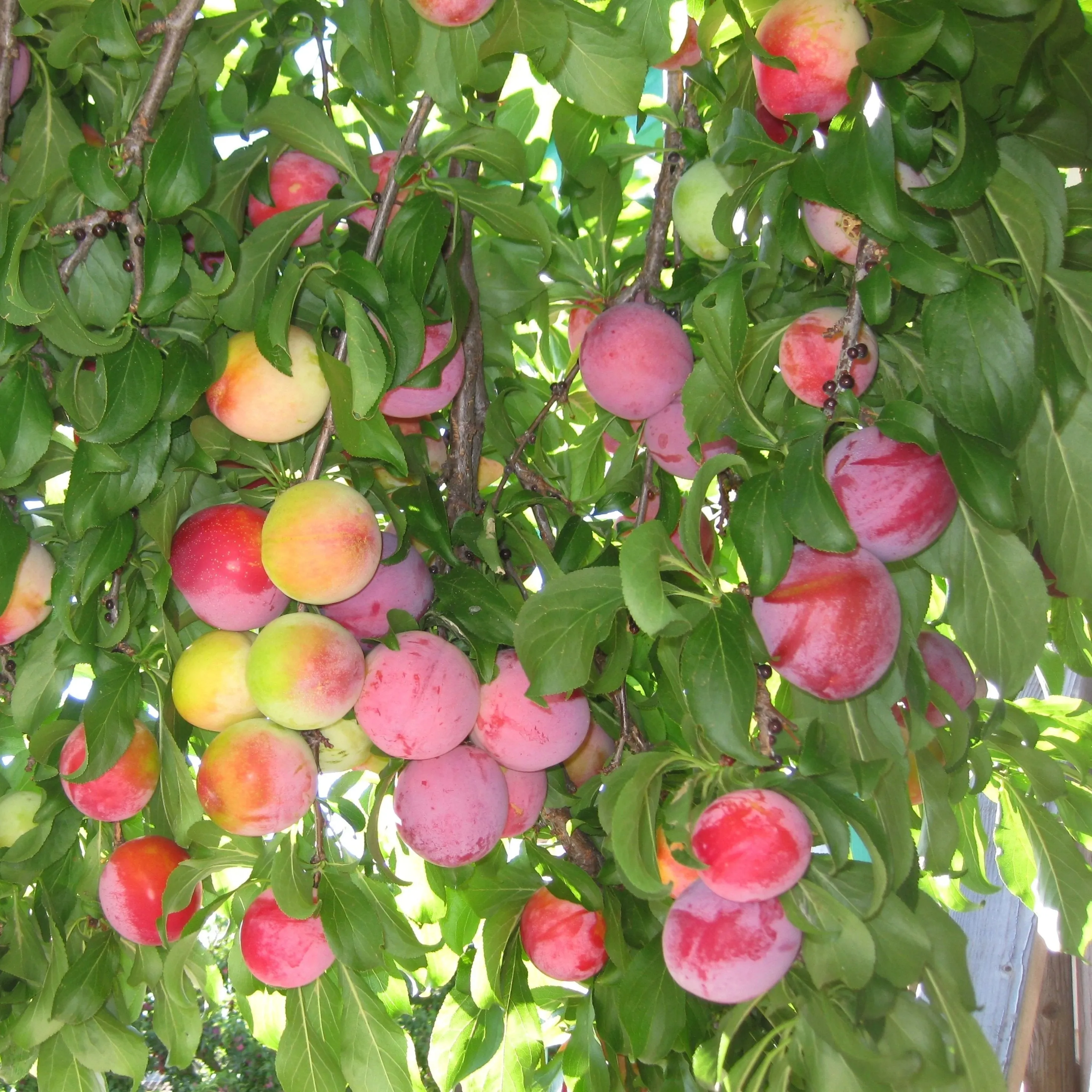 Burbank Plum Tree