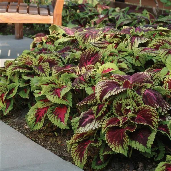 Coleus Kong Red Seeds