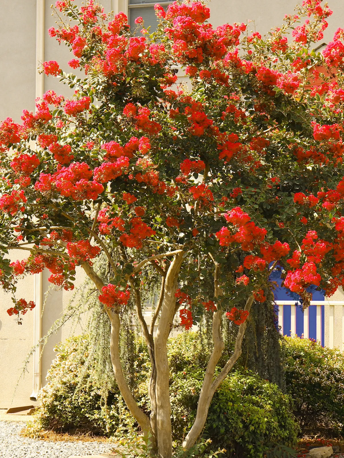 Crape Myrtle - Southern Living Scarlet Red