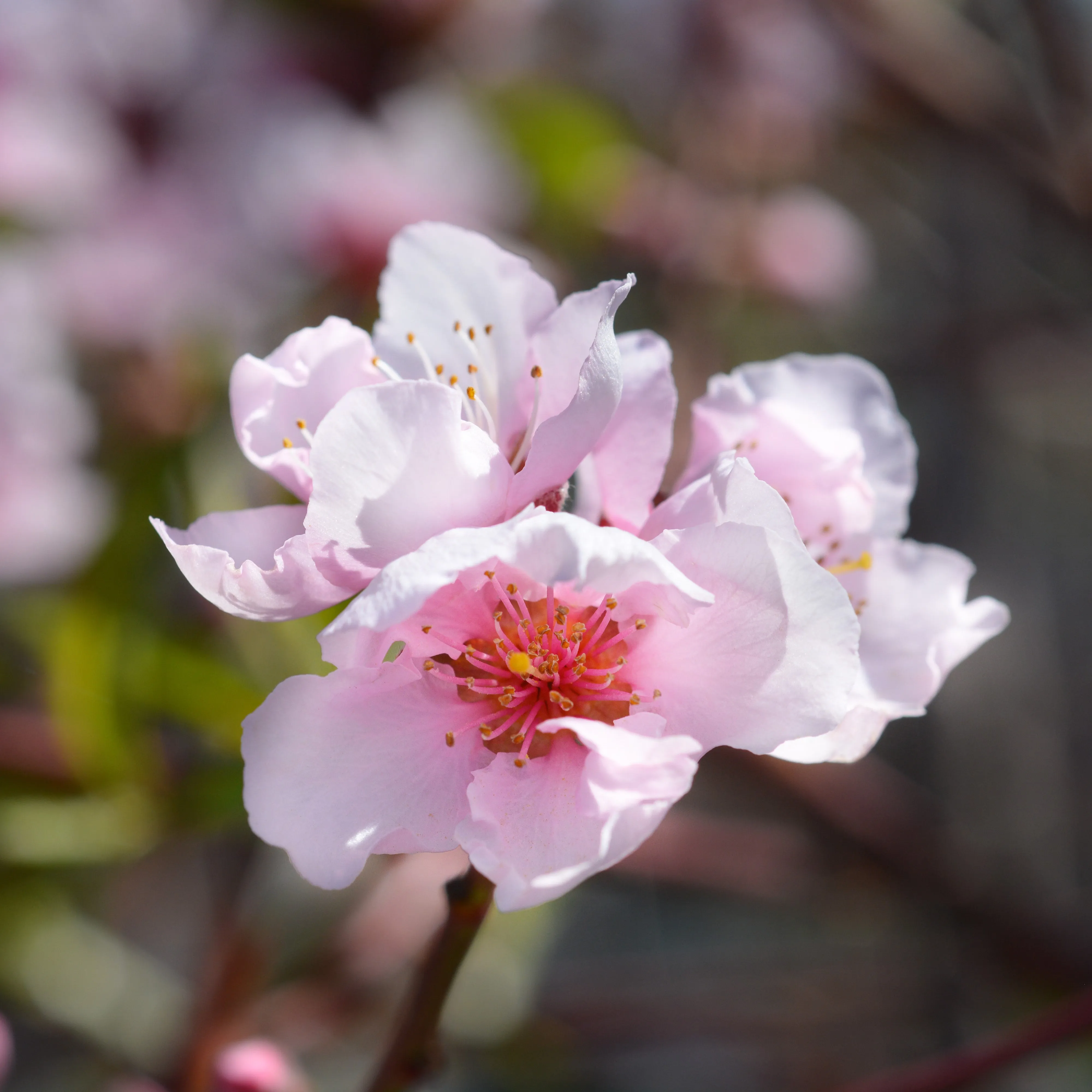 Crimson Snow Nectarine Tree