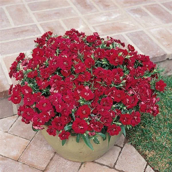 Dianthus Dynasty Red Flower Seeds