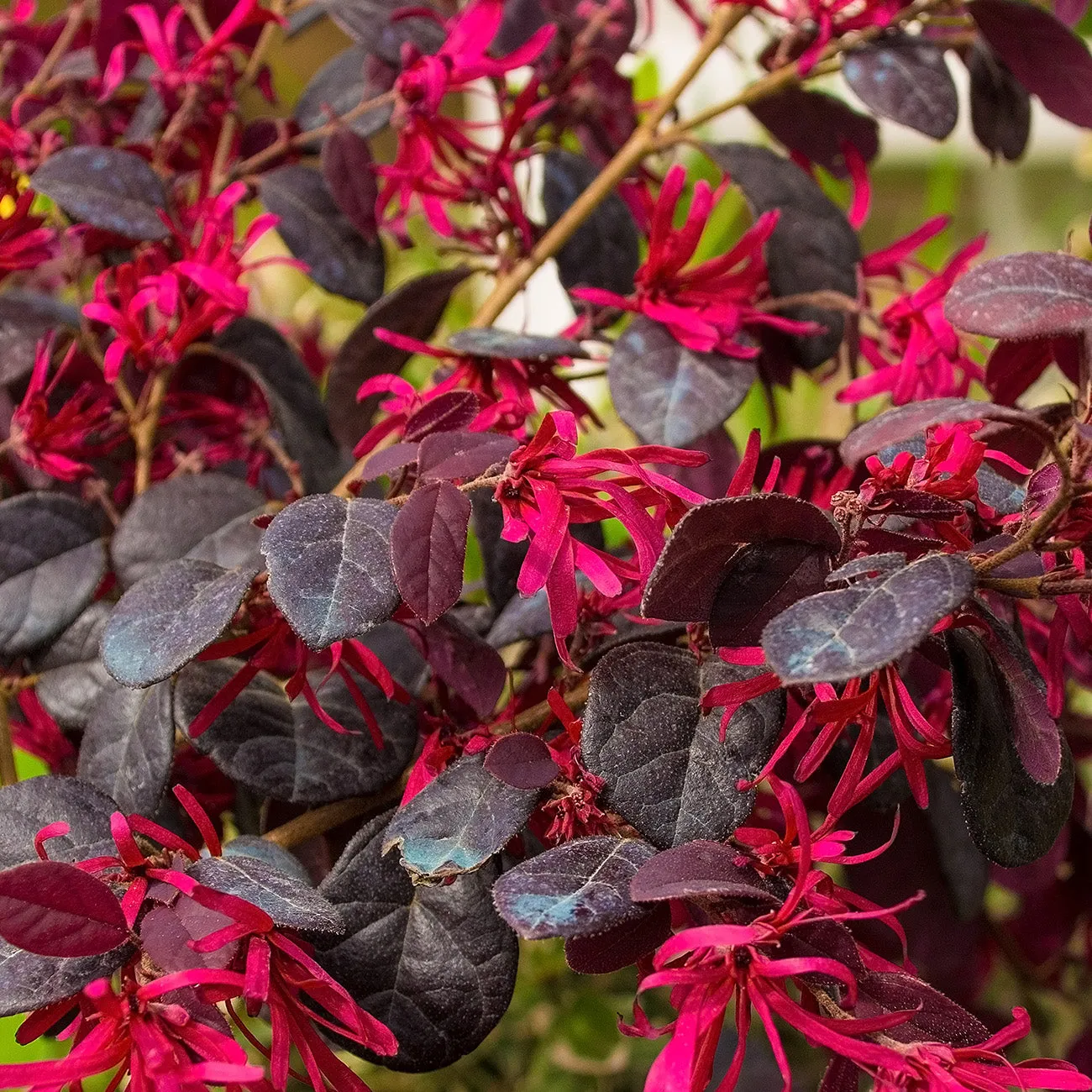 Dwarf Crimson Fire Loropetalum Shrub