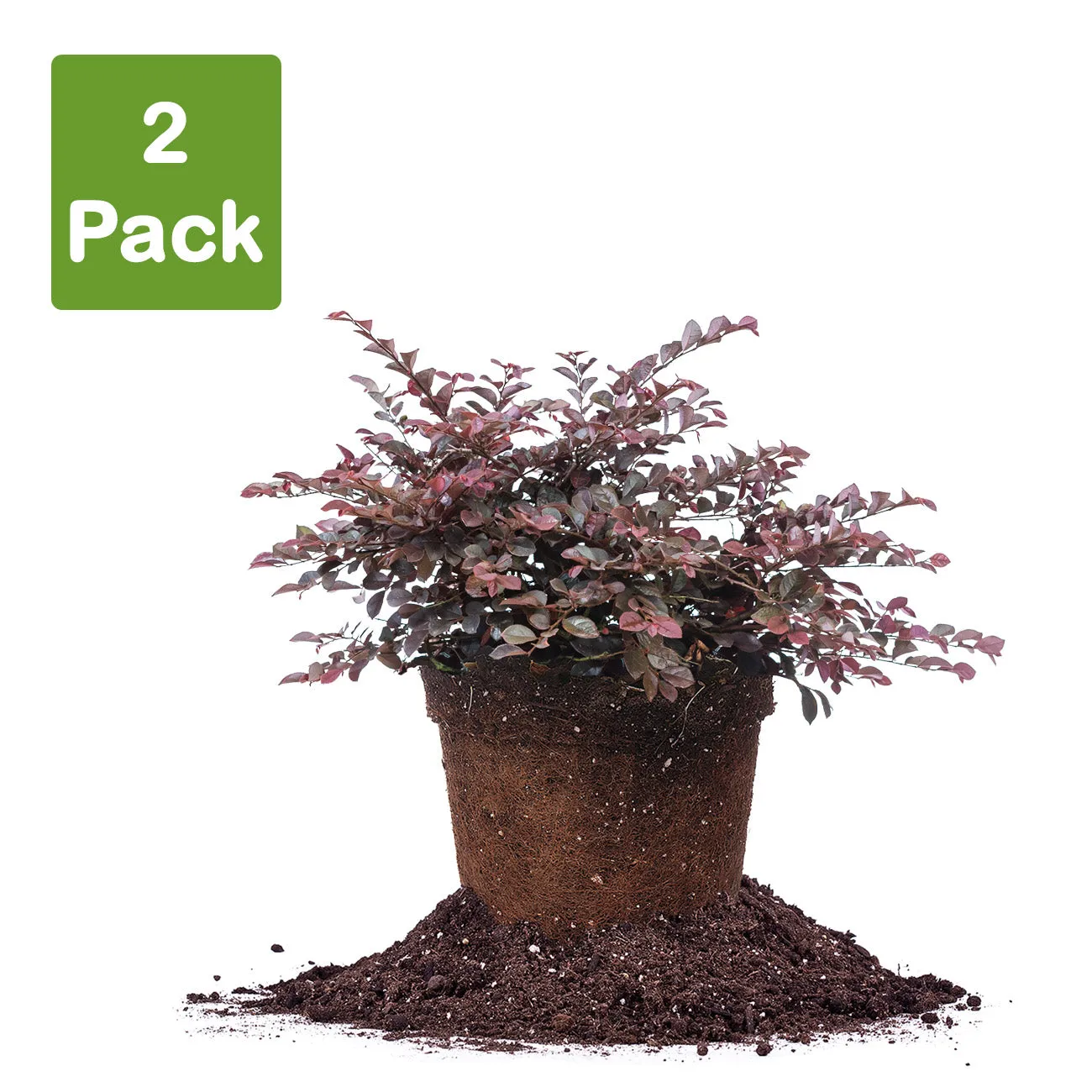 Dwarf Crimson Fire Loropetalum Shrub