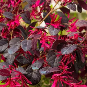 Dwarf Crimson Fire Loropetalum Shrub
