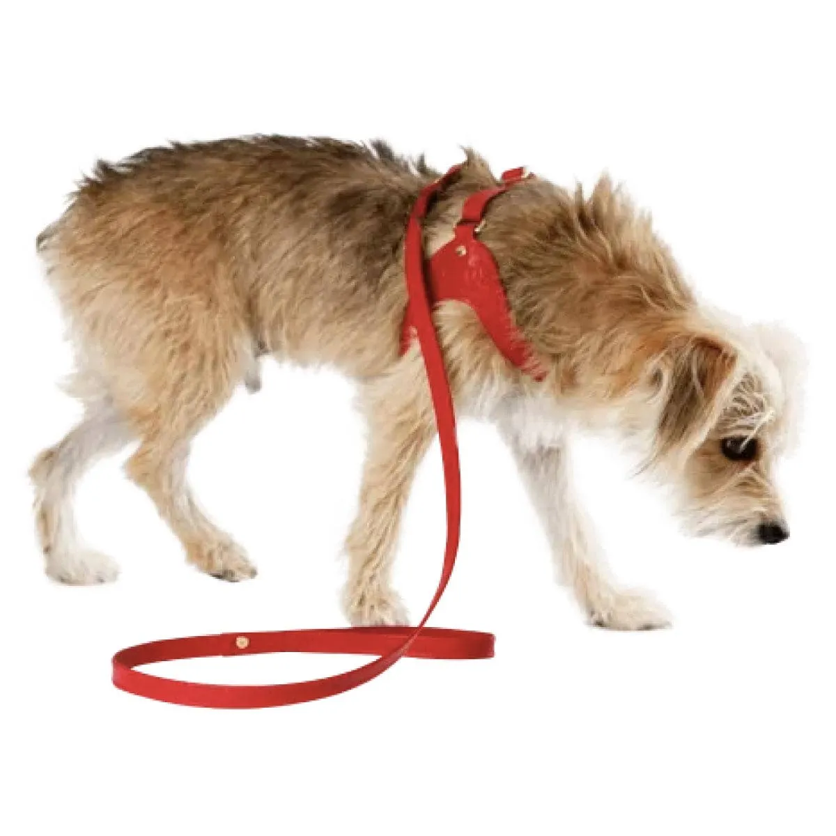 Feroz Scarlet Red Leather Leash