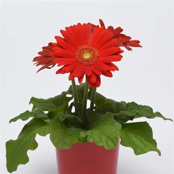 Gerbera ColorBloom Red Light Eye Flower Seeds