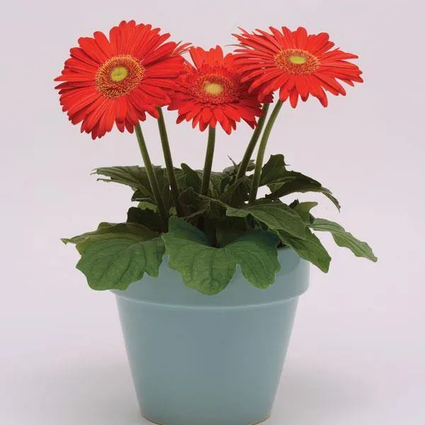 Gerbera Mega Revolution Scarlet Red Light Eye Flower Seeds