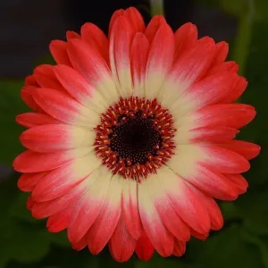 Gerbera Revolution Bicolor Red Lemon Flower Seeds