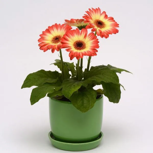 Gerbera Revolution Bicolor Red Lemon Flower Seeds