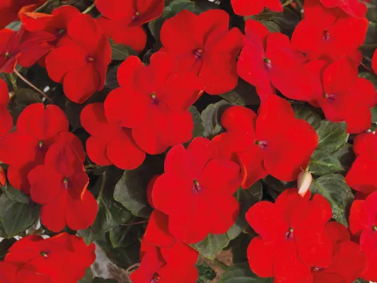 Impatiens Lollipop Cherry Red Flower Seeds