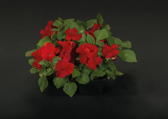 Impatiens Lollipop Cherry Red Flower Seeds
