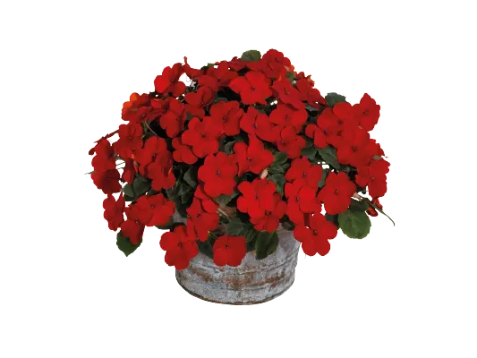 Impatiens Lollipop Cherry Red Flower Seeds