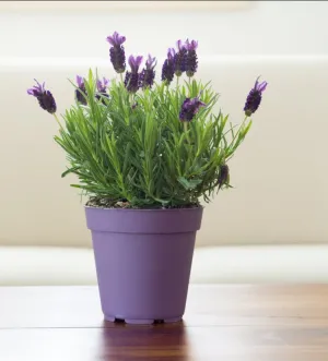 Lavender