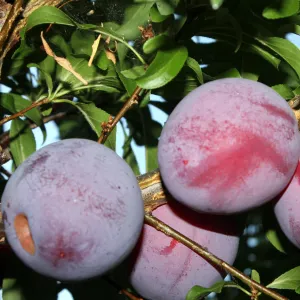 Methley Plum Tree