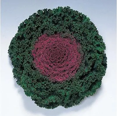 Ornamental  Kale Kamome Red Seeds