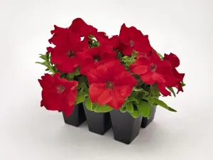 Petunia Success 360° Red Flower Seeds
