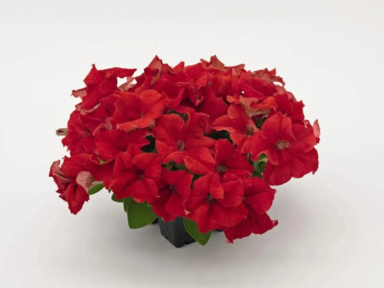 Petunia Success 360° Red Flower Seeds