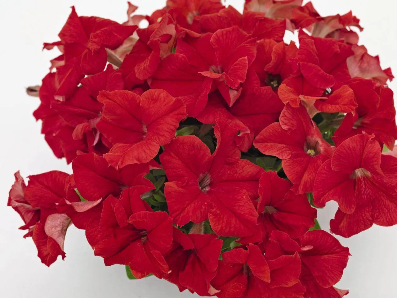 Petunia Success 360° Red Flower Seeds