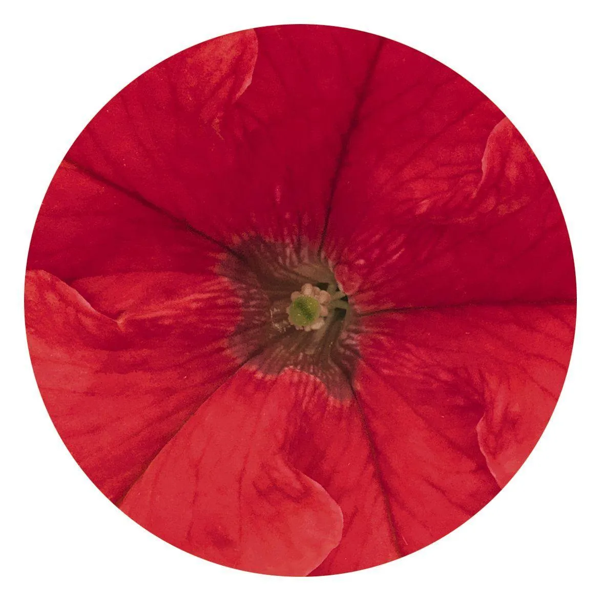Petunia Success 360° Red Flower Seeds