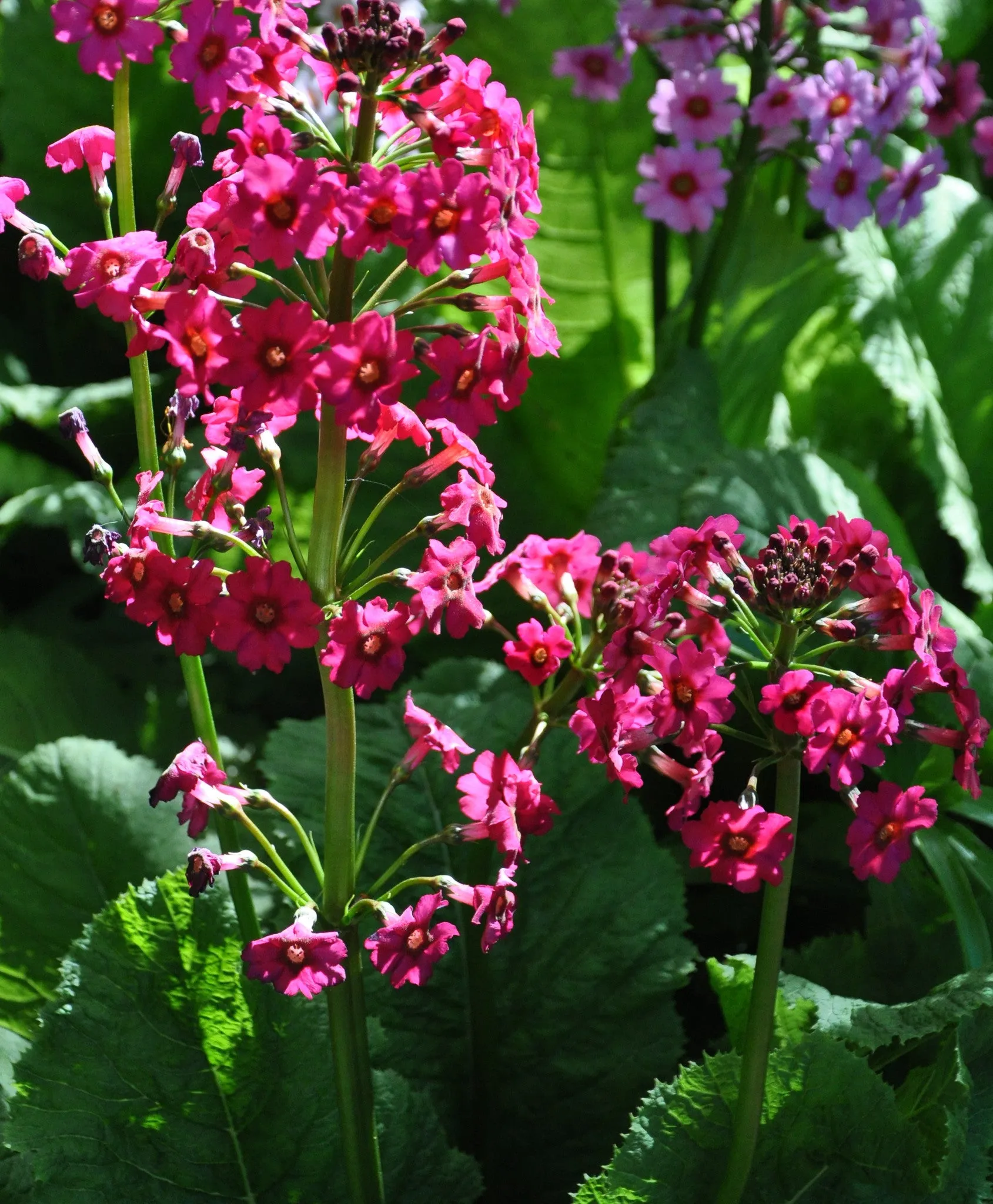 Primula japonica 'Miller's Crimson'  (Candelabra Primula)
