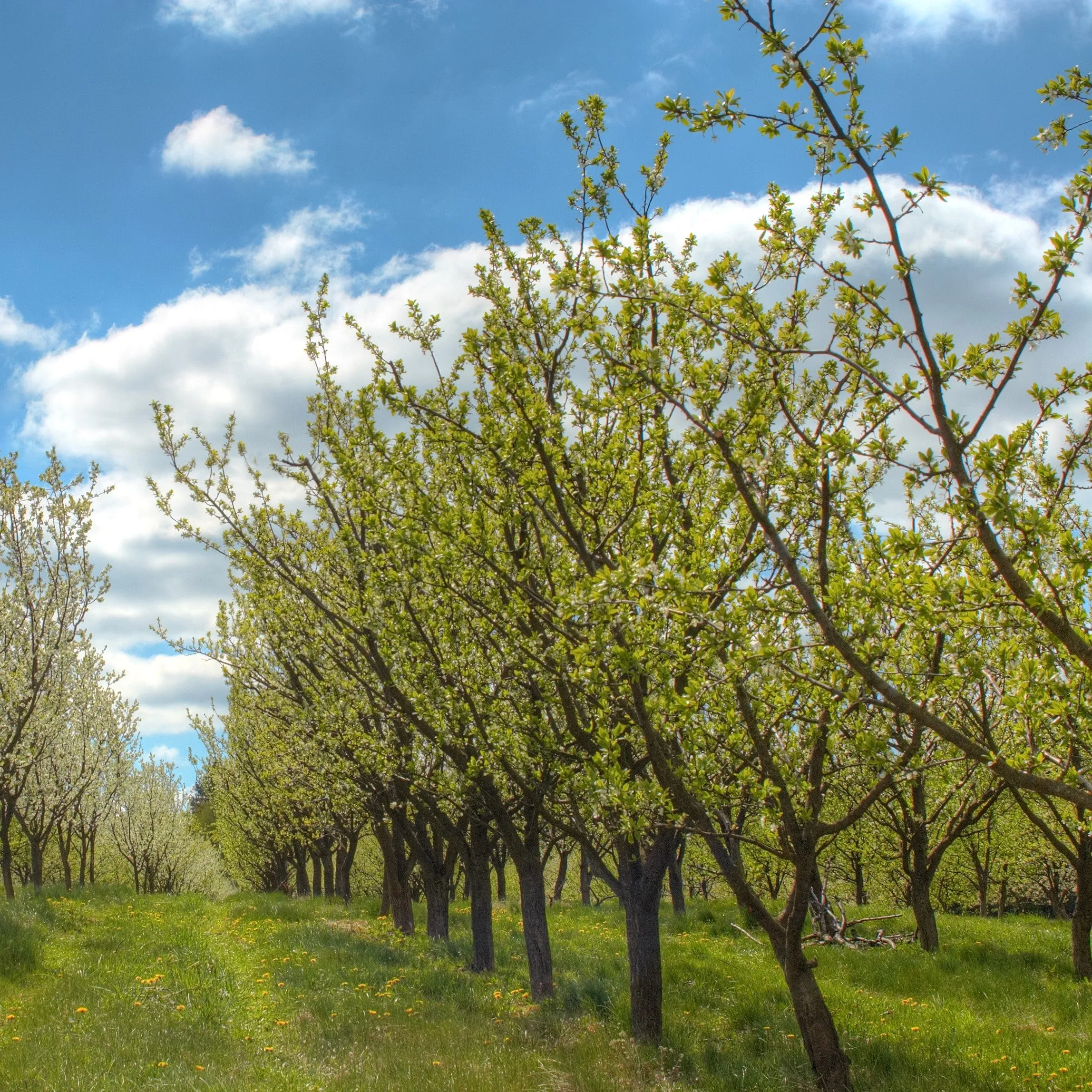 Stanley Plum Tree