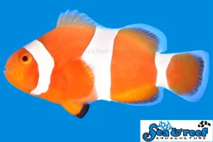 Tangerine Albino Ocellaris Clownfish (Amphiprion ocellaris)